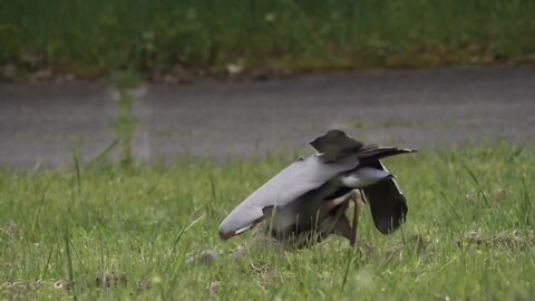 A great blue heron hunts gophers in San Francisco