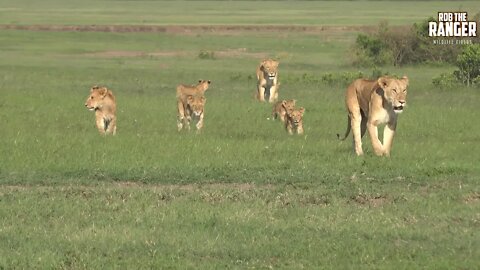Big Lion Pride Plus Lucky Warthogs | Maasai Mara Lions | Zebra Plains