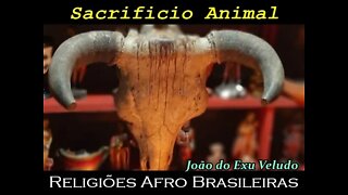 Sacrifício de animais nas religiões Afro Brasileiras