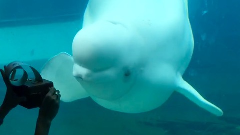 Baby beluga dances to music box
