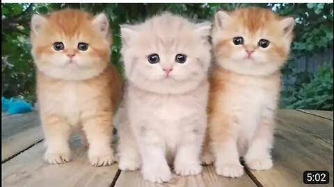 Three little Teddy kittens | Cutest Baby British kittens