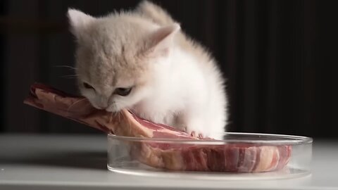 Kitten & cat eating a steak, but with Prodeus Dark Matter Theme