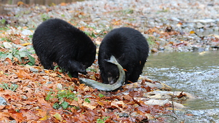 Wild Black Bear teachers cubs how to fish