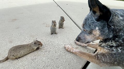 Zippy Blue Heeler Hangs Out With Prairie Dogs at Utah Rest Area CDL Truck Driving Trucking Life