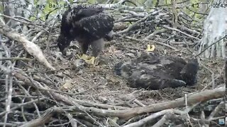 Hays Eagles H11"Oh look what I found, a snack" 4.28.20