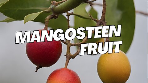 Exotic Fruits and How to Eat Them: Mangosteen The Queen of Fruits