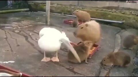 Pelican trying to eat Capybara - HAHAHA - Daily Dose of Nature