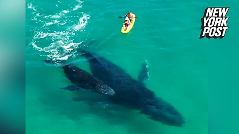 Playful baby whale whips tail at kayakers