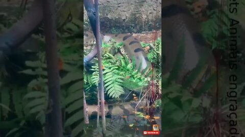Flagra: Cobra enorme na beira do rio Bichos do Pantanal #shorts