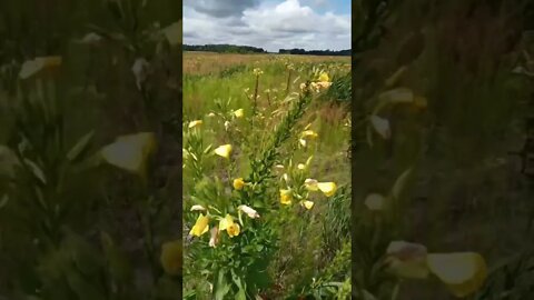 #fields #shorts #felder #lithuania #litauen