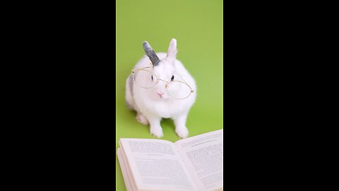 Bunny with eyeglasses | Rabbit | BUNNY | Animals