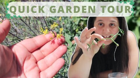 Quick Garden Tour | Found In The Garden