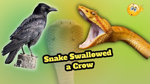 Snake Swallowed a Crow | Sept World