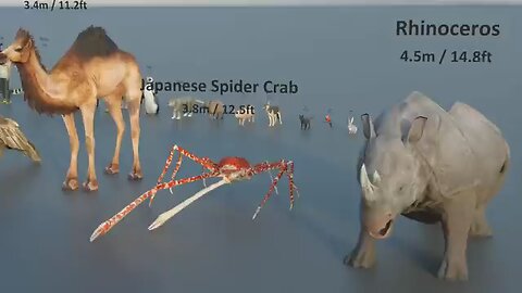 Animal size comparison in 3D