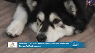 Improve Quality Of Life // Denver Pet Partners