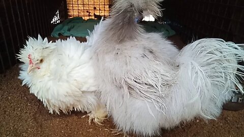 Frizzle hen and a Silkie rooster 13th February 2021
