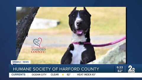 Onyx the dog is up for adoption at the Humane Society of Harford County