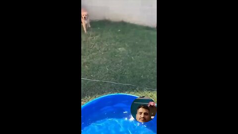 funny dogs #funny moments