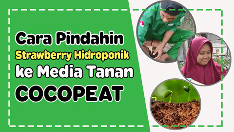 Transplanting Strawberry Plants in Cocopeat Planting Media | #Hydroponic Gardening