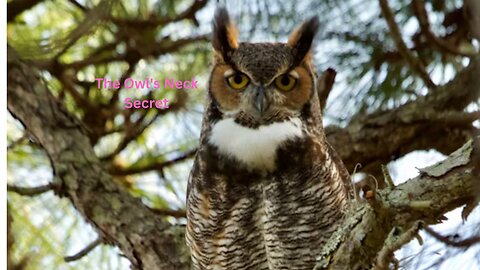 The Owl's Neck Secret: 270 Degrees of Predatory Precision!