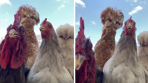 These dancing chickens are the cutest thing ever!