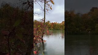 #fallcolours #dufferinislands #rainyday #niagarafalls