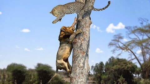Lion vs Leopard - Most Amazing Moments Of Wild Animal Fights - Wild Discovery Animals 2022
