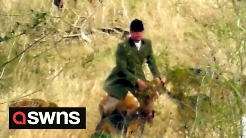 Huntsman picks up a fox's HEAD after the animal was ripped in half by a pack of hounds