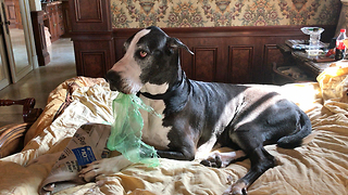 Funny Great Dane chews up the bad news paper