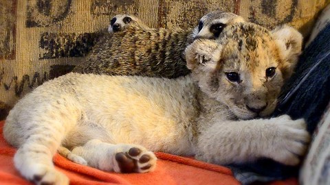 Unlikely Animal Friends: Cute Lion Cub and Meerkats