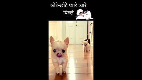 छोटे-छोटे प्यारे प्यारे पिल्ले😘Cutest Chihuahua Puppies
