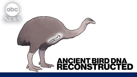 Reconstructed DNA of ancient bird could change how scientists study extinct species