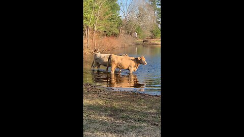 Bathing Cows