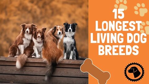 15 Longest Living Dog Breeds | DOG BLOG 🐶 #BrooklynsCorner