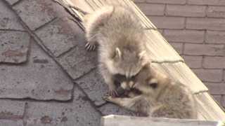 Raccoons slide down roof and play together