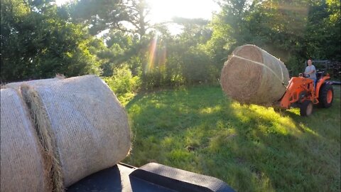 Hauling hay for neighbor farmer’s dexter cows. Kubota L3200 loads hay on DIY gooseneck