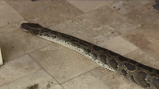 Nearly 18-foot python found by group of amateur hunters