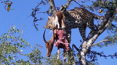 Young Leopard Eats An Impala As Hyenas Circle Below