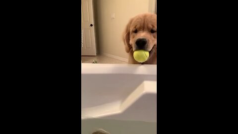 Cute dog and the tennis balls