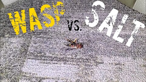 How to kill a wasp with salt