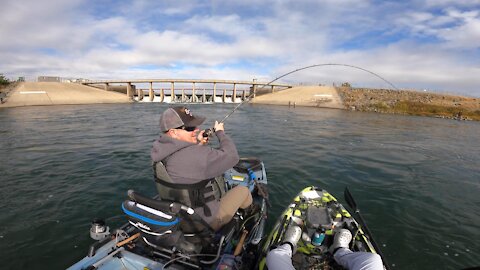 Hauling in over 100lbs of SALMON FROM A KAYAK!!