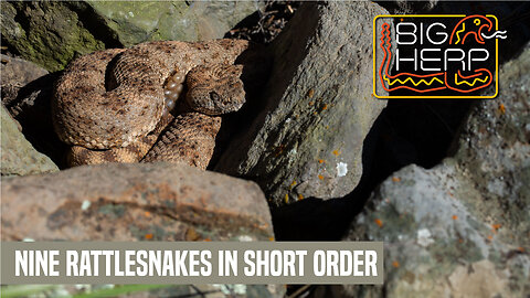 Quick Work | Nine Rattlesnakes in a Few Hours