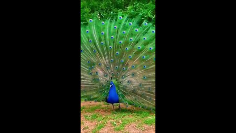 Peacock Enjoy Nature