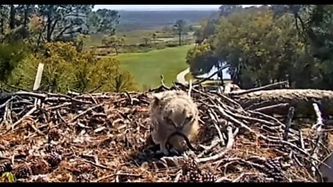 A New Toy To Play With 🦉 3/29/22 15:06