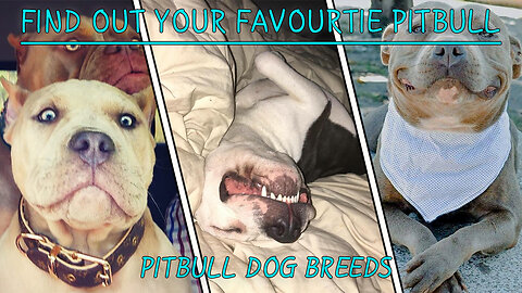 The Top 5 Popular Pitbull Dog Breeds AS PETS | Which one do you like most?
