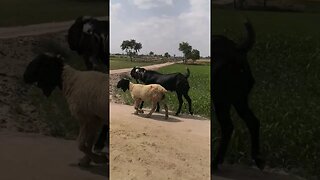 beautiful bakra🐐 #shorts #tiktok #viral #viralshorts #trending