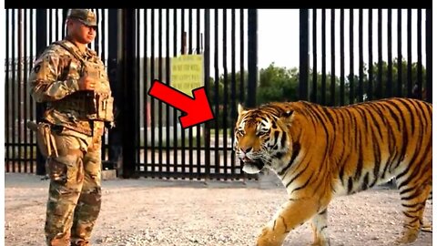 A Tigress ask help from soldiers‼️ why?? What they reacted when they know the reason.