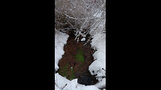 Puppies second day in snow 2024