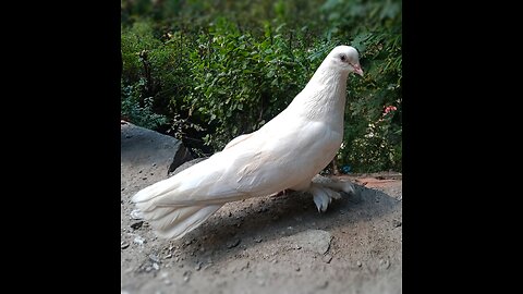 White Pigeon || Pigeon sound || pigeon pair #pigeon #kabootar