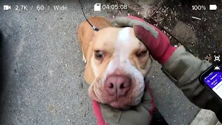 Animal Rescue - Twitch Clips 11